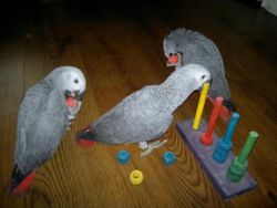 African Grey Congo parrot for adoption.