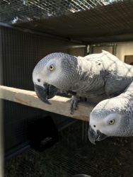 Adorable Congo African Grey Parrots