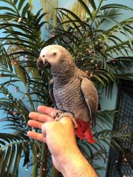 Talking African Grey parrot and fertile parots eggs (xxx) xxx-xxx3