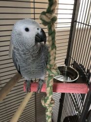 Adoable Congo African Grey birds for sale