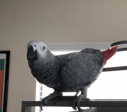African Grey 2 yrs old for sale