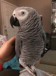 Aftican Grey Parrot