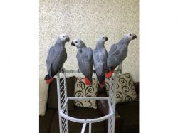 HEALTHY AND TAMED AFRICAN GREY PARROTS FOR SALE