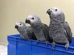 DNA Tested Congo African Grey Parrots Ready Now