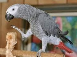 African grey parrots available now