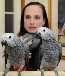 Sweet and lovely African grey parrots