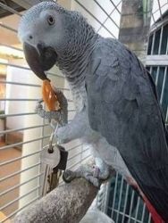 African Congo Grey parrots ready