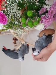 Stunning hand reared baby African grey Parrot