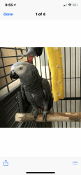 African Grey Hand Reared Parrots