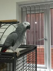Talking Pair of African Grey Parrots