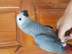 Babies and adults African grey parrots available available