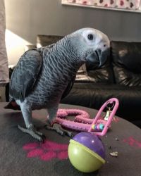 Magnificent African grey parrot for sale