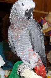 African Grey ParRot f or Adoption