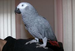 Talking African Grey Parrots For Sale