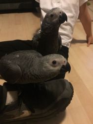 ADORABLE TALKING AFRICAN GREY PARROTS FOR SALE