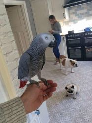Top Quality Of African Grey Parrots For Rehoming