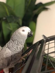 Male and Female Congo African Grey
