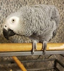 African Congo Grey Parrots