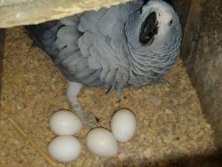 Fertile Parrot Eggs and Parrots For Sale