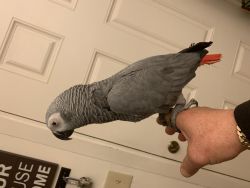 African Grey Parrots, Cockatoo Parrots Available