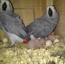 Talkative male and female African Grey parrots available