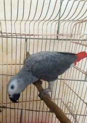 African Grey parrot for adoption