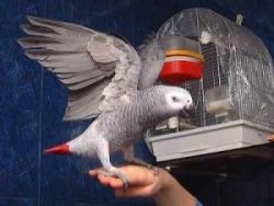 Female African Grey Parrot for Adoption