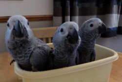 Pair Baby Very Tame African Grey Parrot