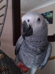 African Gray parrots for sale.