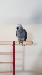 Baby African Grey Parrot