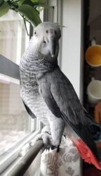 female Congo African Grey parrot
