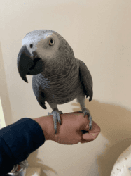 Talking African Grey Parrot For Sale(Male/Female)