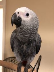 Congo African Grey parrot