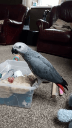 African Grey Parrot for sale.
