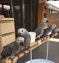 African Grey Parrots FOr Sale