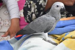 Pair Of DNA Tested Congo African Grey Prrots For Adoption