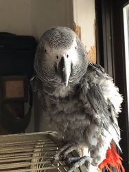 African Grey Parrot for Sale Reasonable Offer
