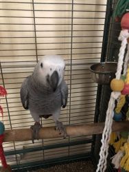 Very reluctant given of our African Grey Frankie&jakies