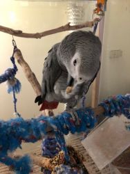 African Grey 9 year old. Tame, quiet, happy, perfect condition.