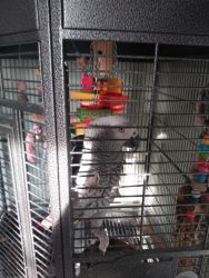 2 year old african grey and cage