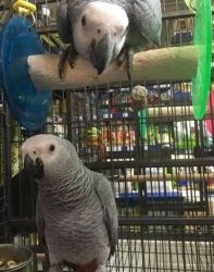 Talking Pir Of Congo African Grey Parrots (xxx) xxx-xxx3
