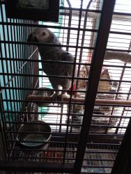 5 month old african grey and cage