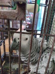 5 month old african grey