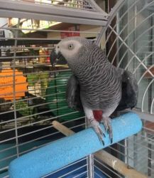 !! Two African Grey Parrots for sale...