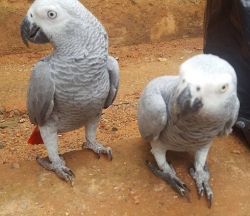 Tame African Grey Parrots