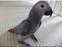 Sweet Talking African Grey Parrots Available.