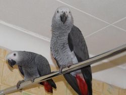 African Greys Comes With Cage