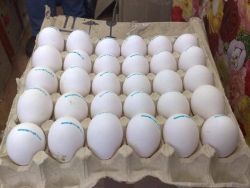 Parrots and Parrot Eggs Available