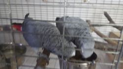 Gorgeous Hand Reared Baby African Grey Parrots