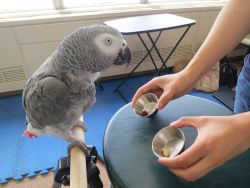 African Grey parrots and eggs available